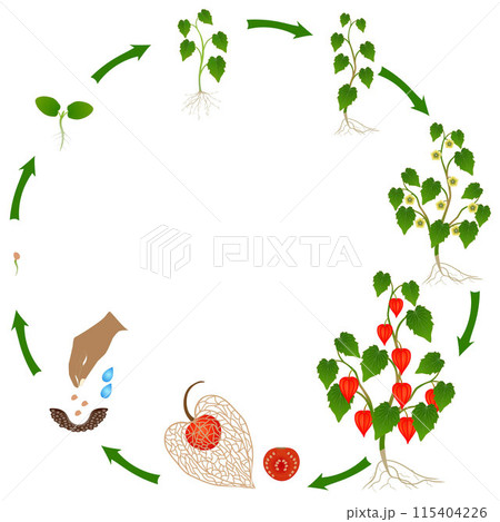 Life cycle of physalis plant on a white background. 115404226