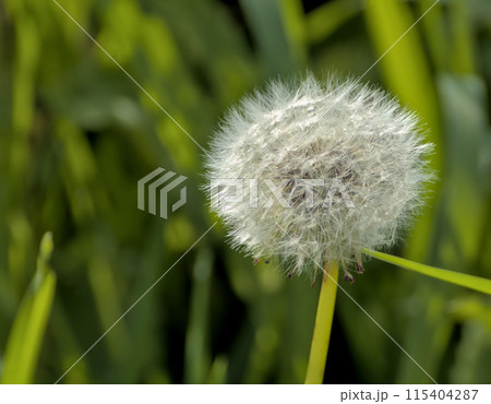 plant called dandelion in spring plant called dandelion in spring 115404287