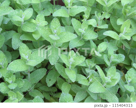 群生して咲く緑のマルバハッカの葉（ミント） 115404313