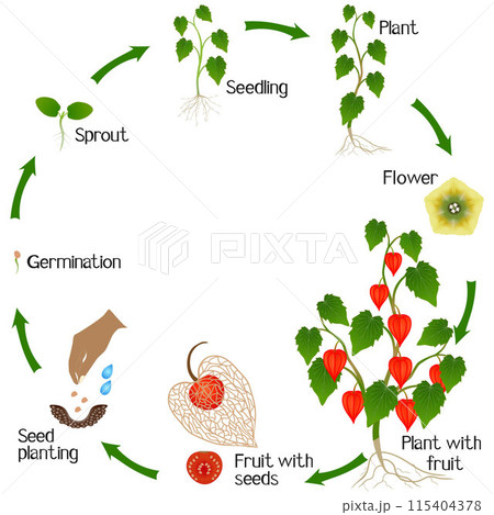 A growth cycle of physalis plant on a white background. 115404378