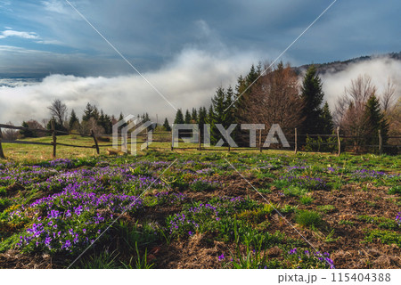 Landscape Morning Fog and Blooming Mountain Flowers Landscape Morning Fog and Blooming Mountain Flowers 115404388