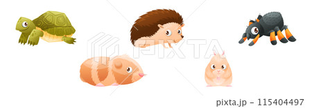 Cute Home Pet Animal with Turtle, Hamster, Hedgehog and Spider Vector Set Cute Home Pet Animal with Turtle, Hamster, Hedgehog and Spider Vector Set 115404497