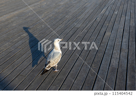 A seagull on a pier near the sea 115404542