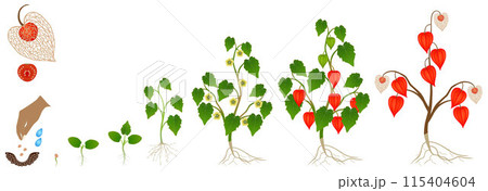 Cycle of growth of a physalis plant on a white background. 115404604