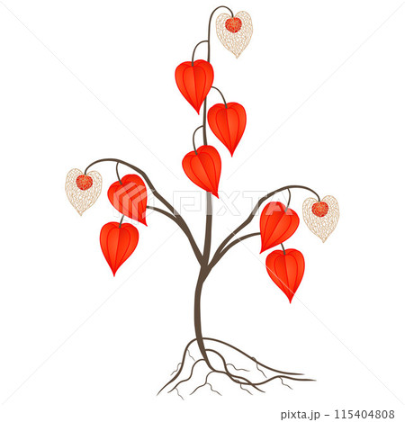 Physalis also known as chinese lantern plant with roots on a white background. 115404808