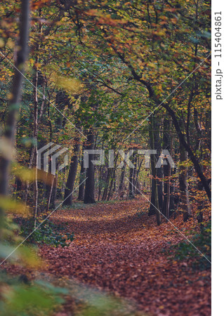 Walking path through the woods in autumn 115404861