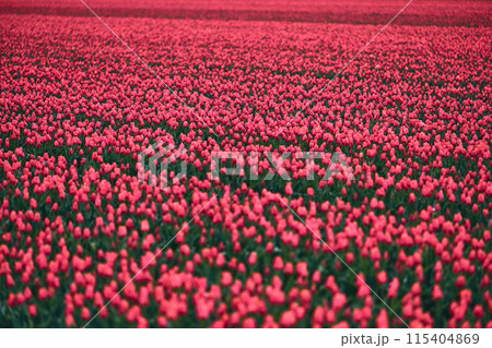 Large field of red tulips 115404869