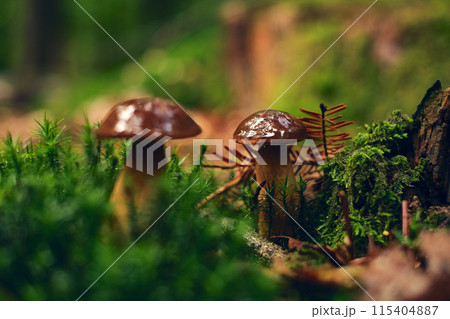 Chestnut Mushroom on mossy forest ground 115404887
