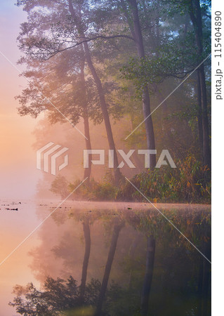 Misty morning at a lake with reflection of trees 115404890