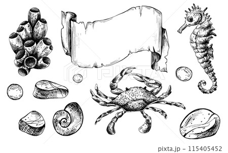 Seahorse, crab, shells, starfish, fish, bubbles, pebbles and other sea animals. Graphic illustration hand drawn in black ink. Set of isolated objects EPS vector. Seahorse, crab, shells, starfish, fish, bubbles, pebbles and other sea animals. Graphic illustration hand drawn in black ink. Set of isolated objects EPS vector. 115405452