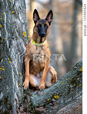 Portrait of a Belgian shepherd malinois sitting on a tree 115405824