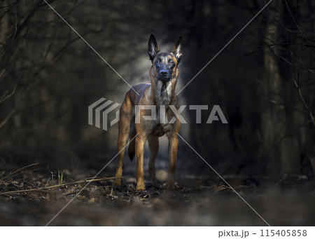 Belgian shepherd malinois portrait - dark forest backgroung Belgian shepherd malinois portrait - dark forest backgroung 115405858