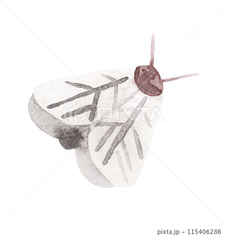 Moth illustration isolated on a white background. Butterfly hand painted watercolors. For stationery, paper and fabric design. nursery kids 115406286
