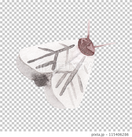 Moth illustration isolated on a white background. Butterfly hand painted watercolors. For stationery, paper and fabric design. nursery kids 115406286