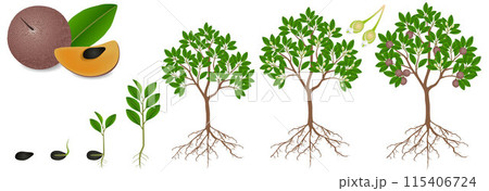 Cycle of growth of sapote fruit plant on a white background. 115406724