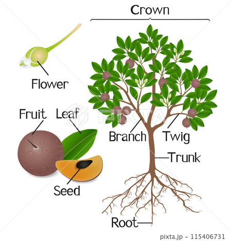 Parts of sapote plant on a white background. 115406731