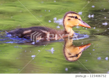 Colorful Wood Duck with reflection on the lake, Quebec, Canada Colorful Wood Duck with reflection on the lake, Quebec, Canada 115406732