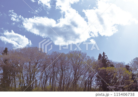 卯月半ば過ぎ山桜咲く里山の遅い春 卯月半ば過ぎ山桜咲く里山の遅い春 115406738
