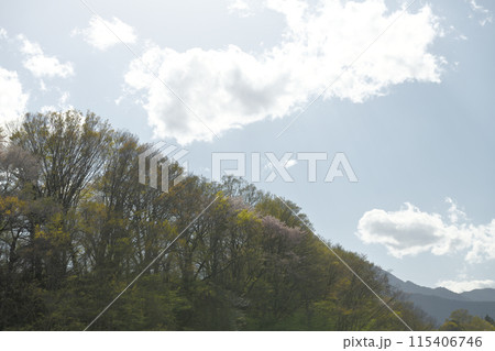 卯月半ば過ぎ山桜咲く里山の遅い春 115406746