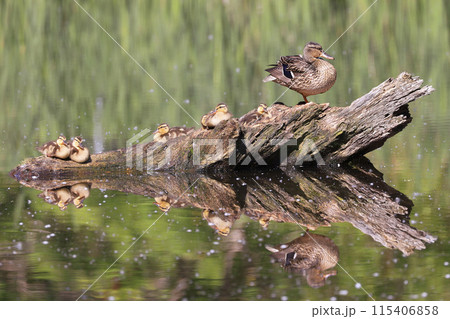 Mallard Duck mother and babies sitting on the tree trunk reflected on the water with green foreground and background, Canada 115406858