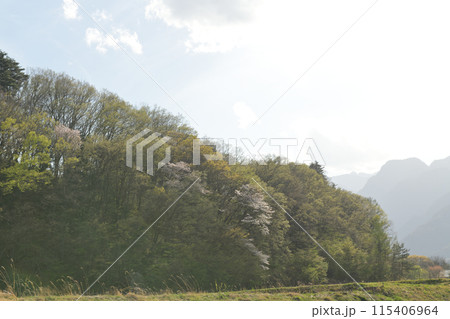 卯月半ば過ぎ山桜咲く里山の遅い春 卯月半ば過ぎ山桜咲く里山の遅い春 115406964