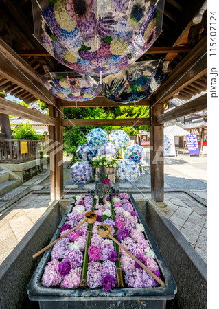 京都府 紫陽花咲く柳谷観音 楊谷寺 京都府 紫陽花咲く柳谷観音 楊谷寺 115407124