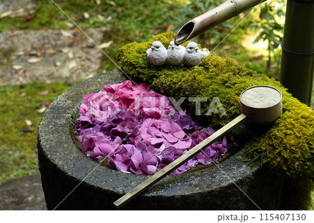 京都府　紫陽花咲く柳谷観音 楊谷寺 115407130