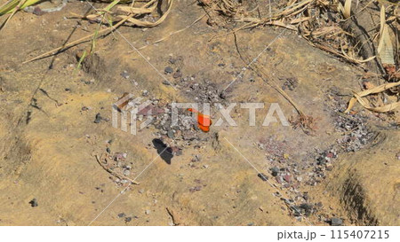 Two Butterflies on a Rock, One Takes Flight in Sunshine 115407215