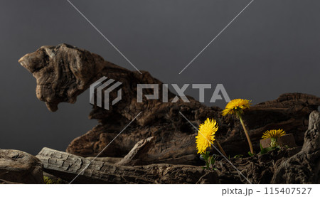 Dandelion flowers sprouted among dry driftwood. 115407527