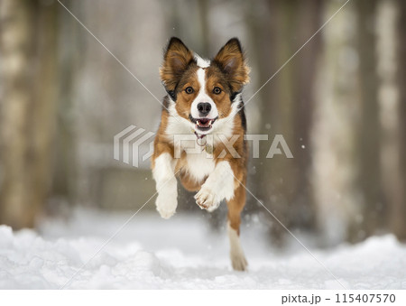 Running Border Collie in the snow Running Border Collie in the snow 115407570