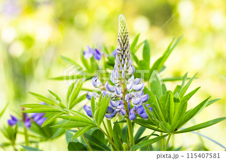 Lupine flowers on bright green backgroud 115407581