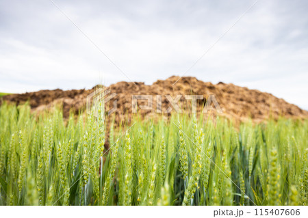 Fresh wheat plants with pile of manure and sky on background Fresh wheat plants with pile of manure and sky on background 115407606