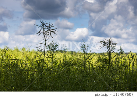 Canola - ripe rapeseed plants with spring clouds on blue sky on background Canola - ripe rapeseed plants with spring clouds on blue sky on background 115407607