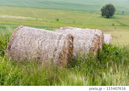 Bales of straw on spring field, old hay bales, Czechia, Europe Bales of straw on spring field, old hay bales, Czechia, Europe 115407616