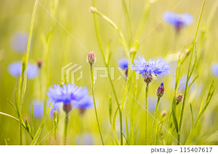 Wild cornflowers on blurred green background Wild cornflowers on blurred green background 115407617
