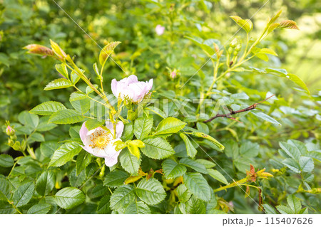 Blooming rosehip bush - spring background Blooming rosehip bush - spring background 115407626