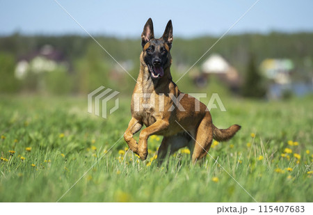 Extremely happy young belgian malinois running through the meadow 115407683