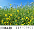 青空に映える菜の花 115407694