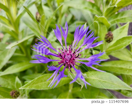 尖った花びらを持つケンタウレアモンタナ 尖った花びらを持つケンタウレアモンタナ 115407696
