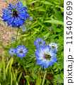 青い花を咲かせるニゲラ 115407699