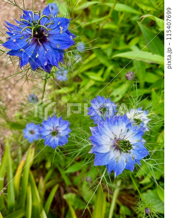 青い花を咲かせるニゲラ 青い花を咲かせるニゲラ 115407699