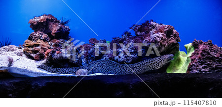 macro laced moray (Gymnothorax favagineus) macro laced moray (Gymnothorax favagineus) 115407810