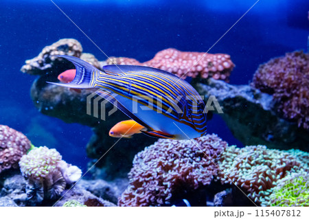 Fish Striped Surgeon Acanthurus lineatus Fish Striped Surgeon Acanthurus lineatus 115407812
