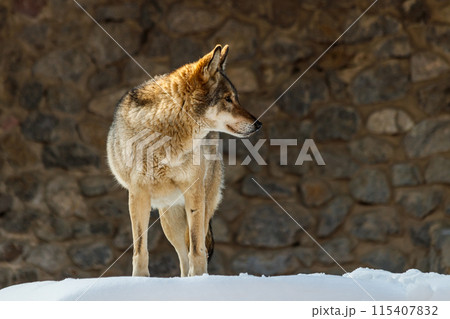 beautiful wolf on a snowy road 115407832