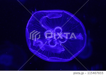 macro of a beautiful jellyfish aurelia aurita 115407833