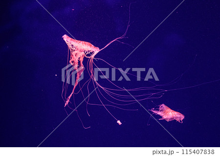 macro of a beautiful jellyfish chrysaora quinquecirrha macro of a beautiful jellyfish chrysaora quinquecirrha 115407838