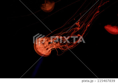 macro of a beautiful jellyfish chrysaora quinquecirrha 115407839