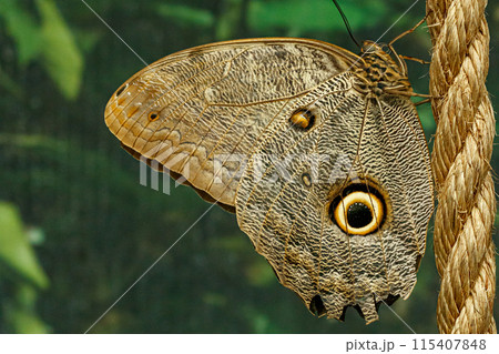 macro beautiful butterfly Caligo memnon 115407848