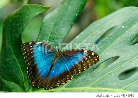 macro beautiful butterfly Morpho helenor macro beautiful butterfly Morpho helenor 115407849