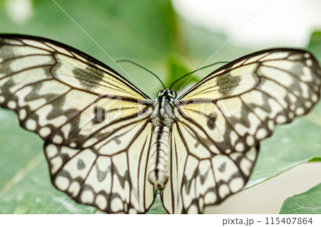 macro beautiful butterfly Idea leuconoe 115407864